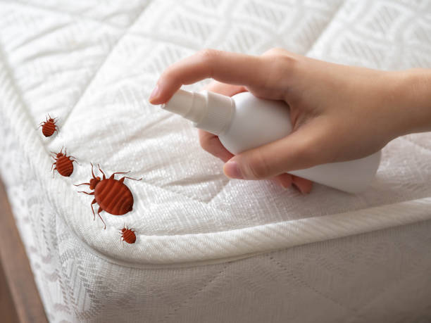 Pest Prevention Services in Indian Hills, NM