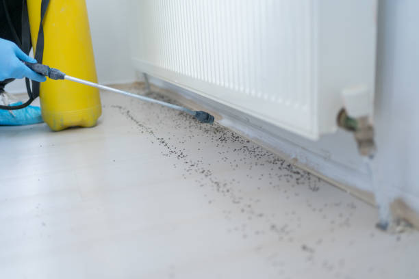 Best Insect Control  in Indian Hills, NM