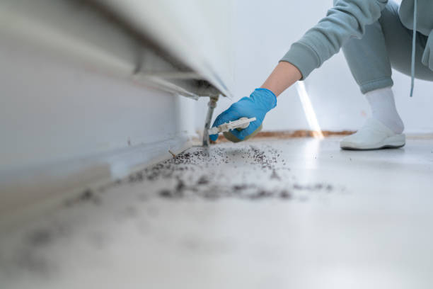 Best Flea Control Services  in Indian Hills, NM